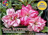 Rosy Adenium