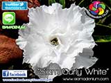 Rosy Adenium