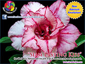 Rosy Adenium