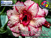 Rosy Adenium