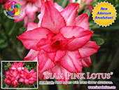Rosy Adenium