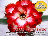 Rosy Adenium