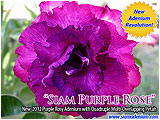 Rosy Adenium