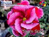 Rosy Adenium
