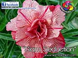 Rosy Adenium