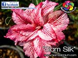 Rosy Adenium