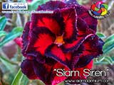 Rosy Adenium