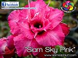 Rosy Adenium