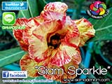 Rosy Adenium