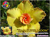 Rosy Adenium