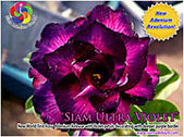 Rosy Adenium