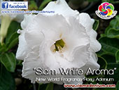 Rosy Adenium