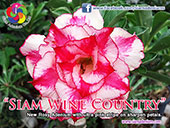 Rosy Adenium