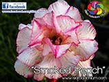 Rosy Adenium
