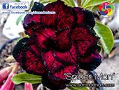 Rosy Adenium