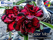 Rosy Adenium