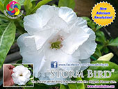Rosy Adenium