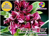 Rosy Adenium