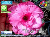Rosy Adenium