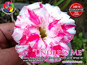 Rosy Adenium