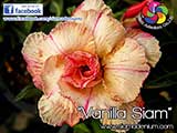Rosy Adenium