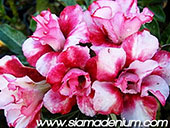 Rosy Adenium