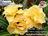 Rosy Adenium