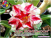 Rosy Adenium