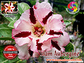 Rosy Adenium