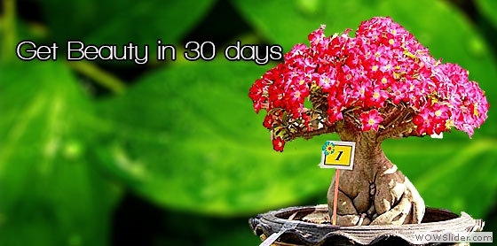 Adenium Large Size's Grafting