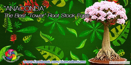 Anaconda (Tower Form) Root Stock