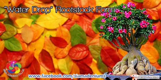 Water Drop Root Stock Form