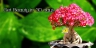 Adenium Large Size's Grafting