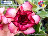 Another two color combination between inner and outer petal layers.