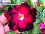 Red round flower shape with blue border.