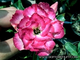Great Rose flower structure with pink color.