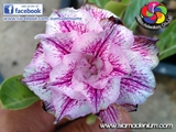 New World Styles with Magenta lines.