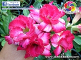 New Super Blooming Rosy Adenium.