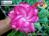 New Rosy Adenium with dusty pink styles.