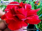 Is this Rose?
