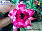 Two combination petal colors.