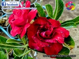Deep Red Rosy Adenium with Rose forms.