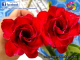 Are they Rose?