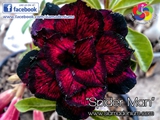 New World Rosy Adenium with web styles.