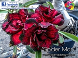 Very oftened Blooming