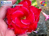Super big red rosy adenium flower size comparing with my hand.