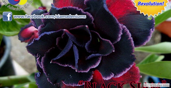 Black Siam