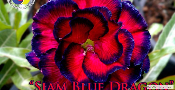 Siam Blue Dragon